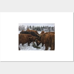 Scottish Highland Cattle Bulls 1916 Posters and Art